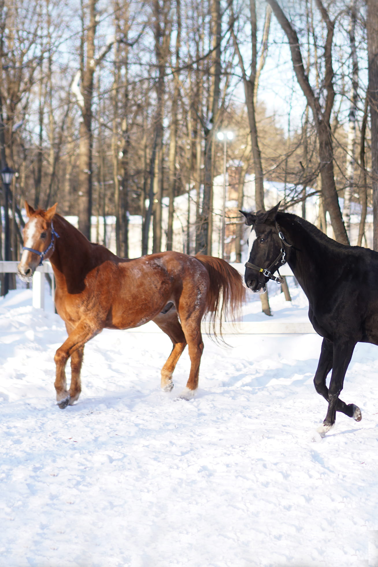 Где покататься на лошади в Москве: центры конного спорта сто...