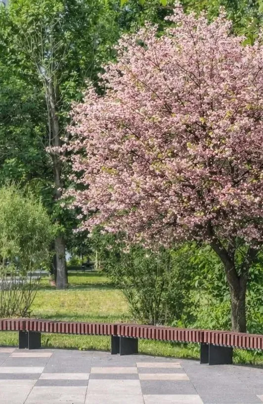 Где посмотреть сакуру в Москве: места для весенних прогулок ...