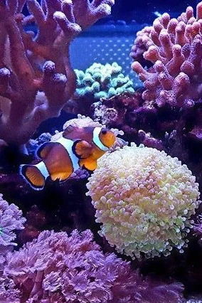 preview_Океанариум в Санкт-Петербурге