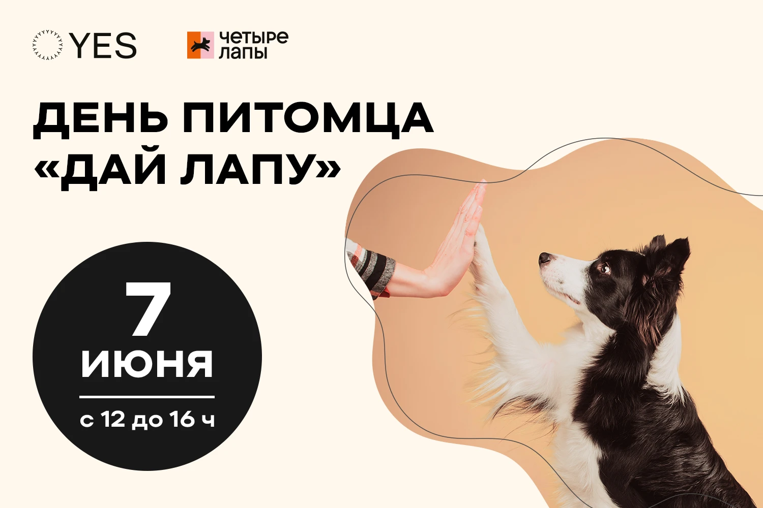 День питомца «Дай лапу» в YES Marata