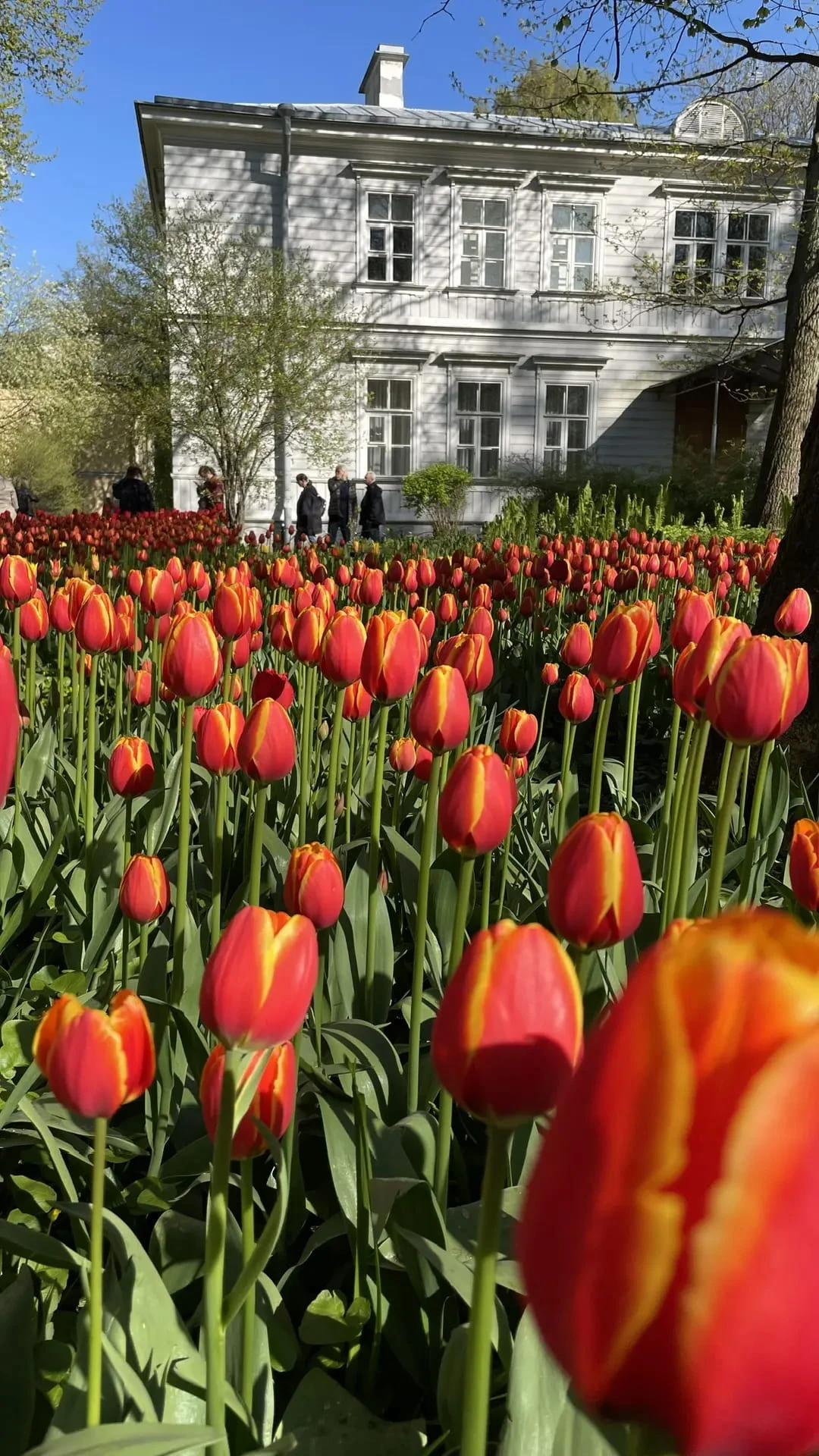 preview_Где цветут тюльпаны в Санкт-Петербурге: фестиваль и парки