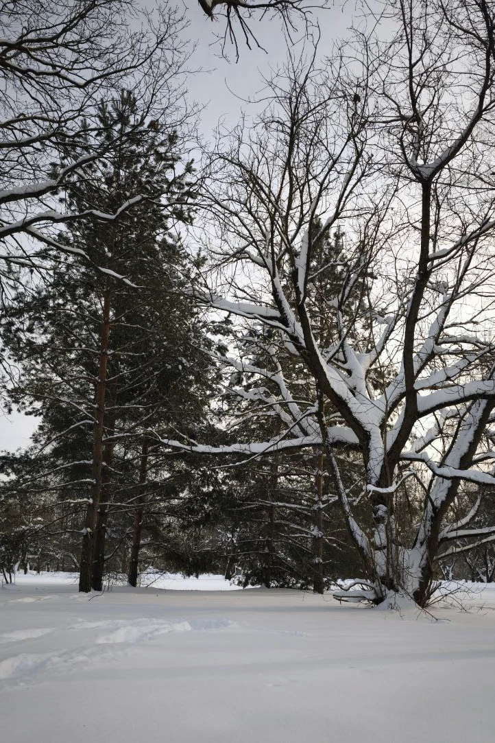 preview_Митино зимой — куда сходить, где покататься и где согреться
